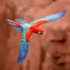 © Corey Raffel A wild Red-and-green Macaw soars near cliffs