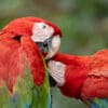 © Corey Raffel Wild Red-and-green Macaws interact