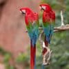 © Corey Raffel Wild Red-and-green Macaws perch on an overhanging limb