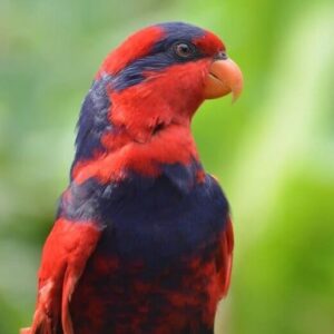 A closeup of a wild Red-and-blue Lory