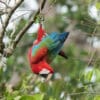 © Corey Raffel A wild Red-and-green Macaw hangs from a branch