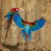 Wild Red-and-green Macaws land at a clay lick