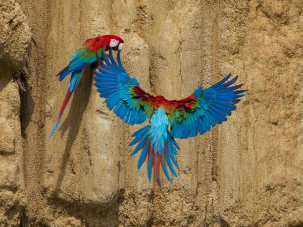 Wild Red-and-green Macaws land at a clay lick