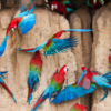 Wild Red-and-green Macaws take soil from a clay lick