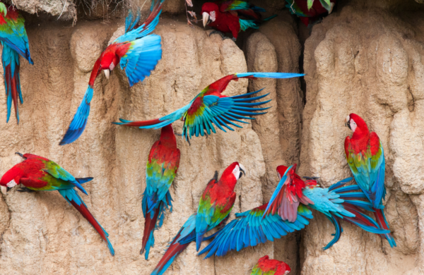 Wild Red-and-green Macaws take soil from a clay lick