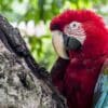 Wild Red-and-green Macaw clings to a tree trunk