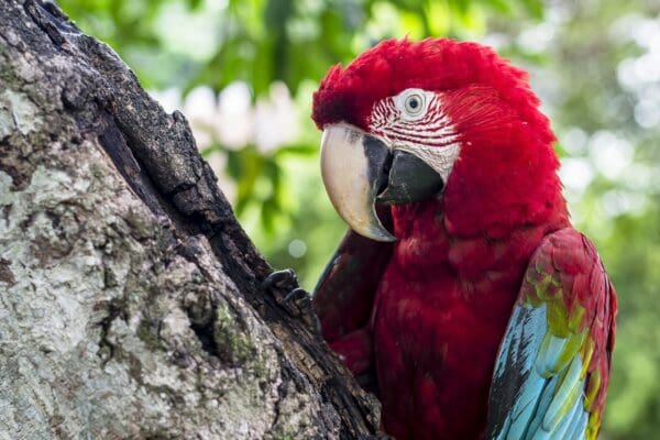 Wild Red-and-green Macaw clings to a tree trunk