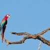 A wild Red-and-green Macaw perches on a bare limb