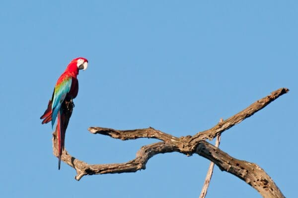 A wild Red-and-green Macaw perches on a bare limb