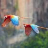 © Giles Laurent, CC BY-SA 4.0 via Wikimedia Commons Wild Red-and-green Macaws fly in tandem