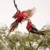 Wild Red-and-green Macaws interact
