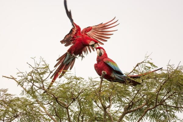 Wild Red-and-green Macaws interact