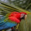 A wild Red-and-green Macaw perches on a palm leaf