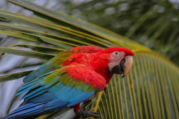 A wild Red-and-green Macaw perches on a palm leaf