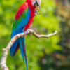 A Red-and-green Macaw perches on one foot