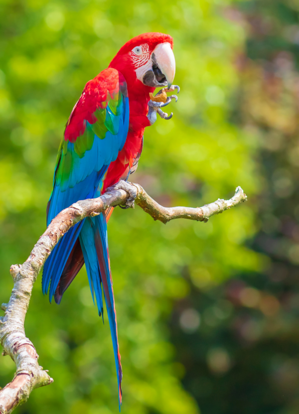 A Red-and-green Macaw perches on one foot