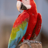 A Red-and-green Macaw perches on a stump