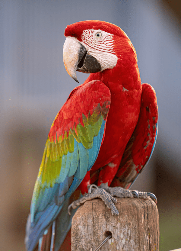 A Red-and-green Macaw perches on a stump