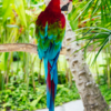 A Red-and-green Macaw perches in a palm