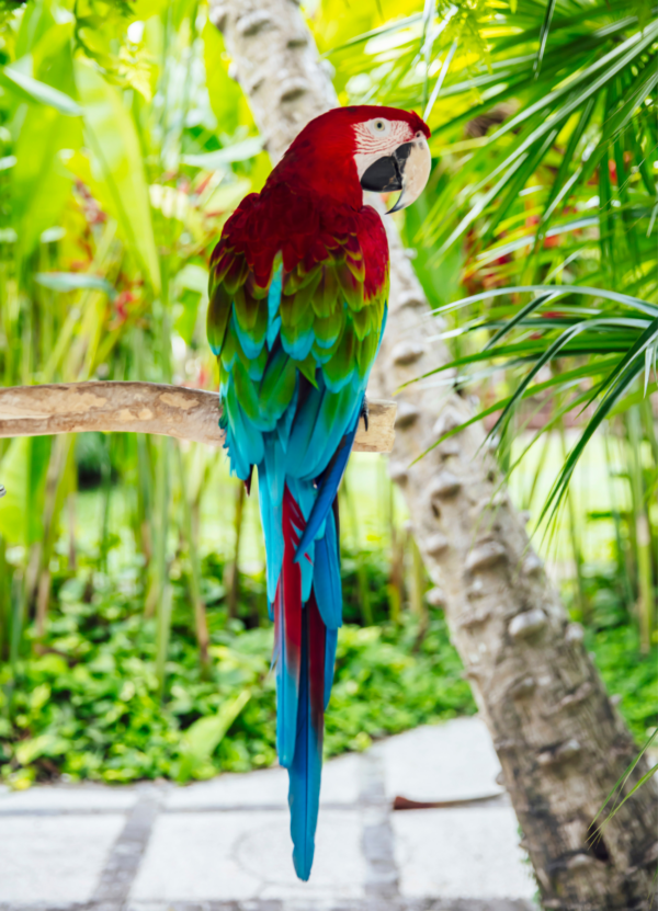 A Red-and-green Macaw perches in a palm