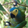 Closeup of a Red-bellied Macaw