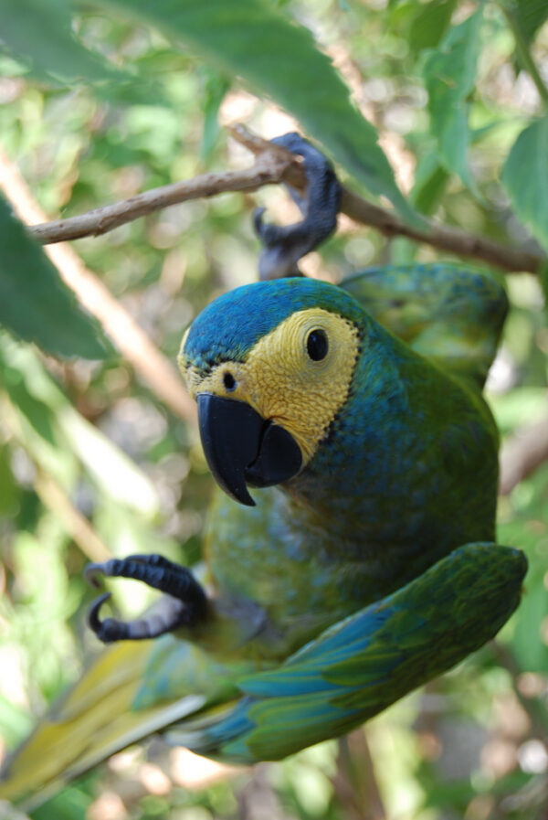 Closeup of a Red-bellied Macaw