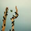 Wild Red-bellied Macaws cling to trees