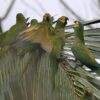 Wild Red-bellied Macaws perch on a palm leaf