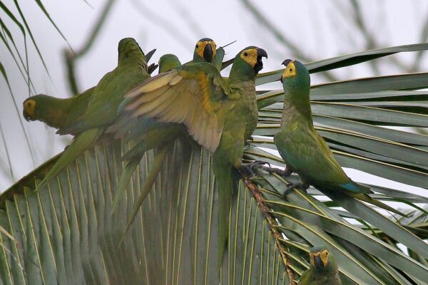 Wild Red-bellied Macaws perch on a palm leaf