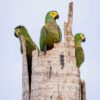 Wild Red-bellied Macaws