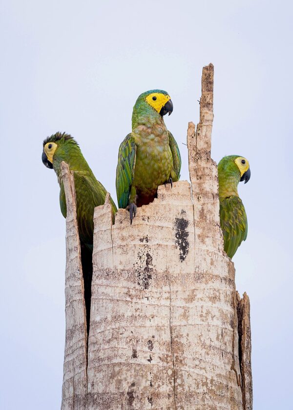 Wild Red-bellied Macaws