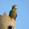 A wild Red-bellied Macaw perches on a palm