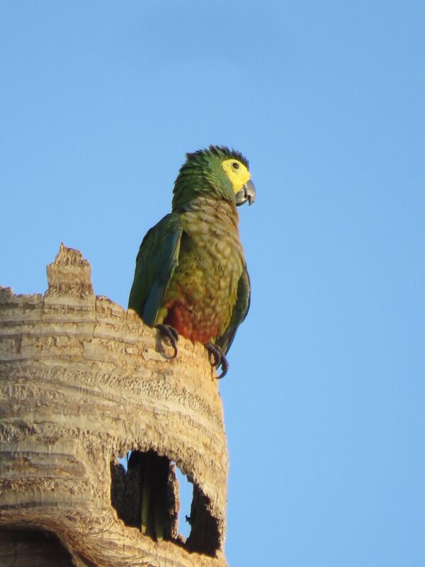 A wild Red-bellied Macaw perches on a palm