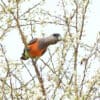 A wild Red-bellied Parrot forages on blossoms