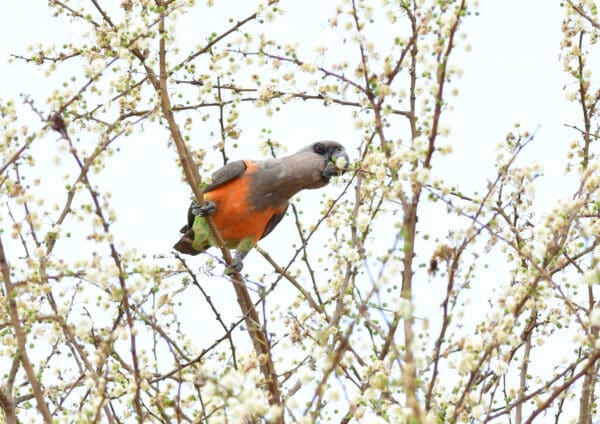 A wild Red-bellied Parrot forages on blossoms