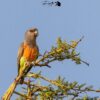 A wild Red-bellied Parrot perches atop a tree