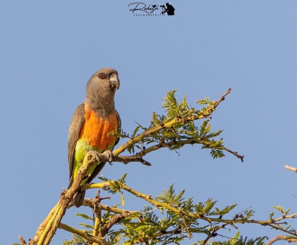 A wild Red-bellied Parrot perches atop a tree