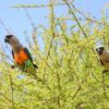 Wild Red-bellied Parrots perch in a tree