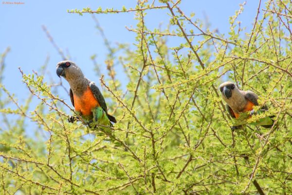 Wild Red-bellied Parrots perch in a tree