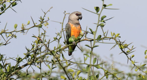 A wild Red-bellied Parrot perches in a tree