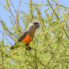 A wild Red-bellied Parrot perches in a tree