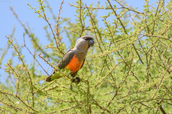 A wild Red-bellied Parrot perches in a tree