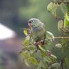 A wild Red-billed Parrot perches in a tree