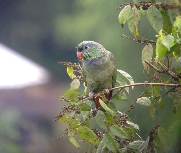 A wild Red-billed Parrot perches in a tree