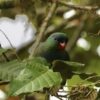 A wild Red-billed Parrot perches in a leafy tree