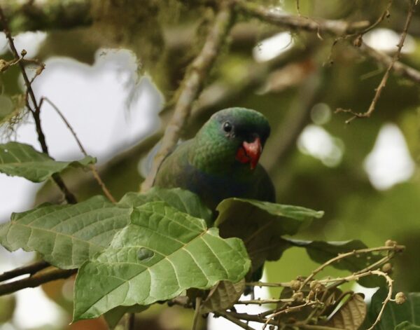 A wild Red-billed Parrot perches in a leafy tree