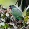 A wild Red-billed Parrot perches in a tree