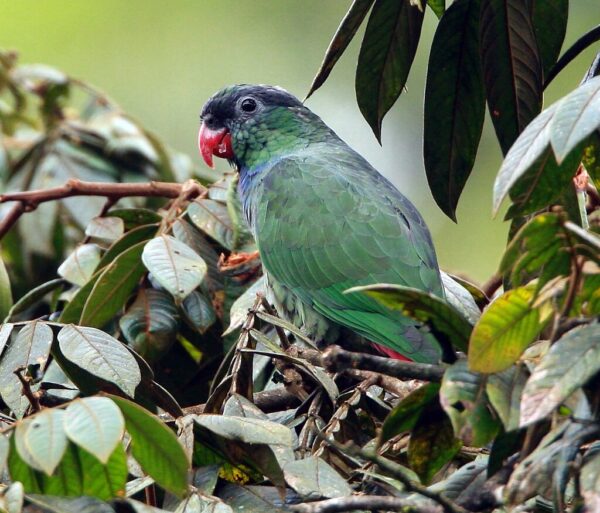 A wild Red-billed Parrot perches in a tree