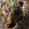 A wild Red-billed Parrot perches at the entrance of a tree cavity