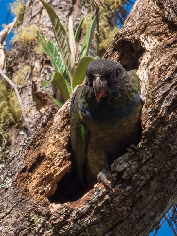 A wild Red-billed Parrot perches at the entrance of a tree cavity